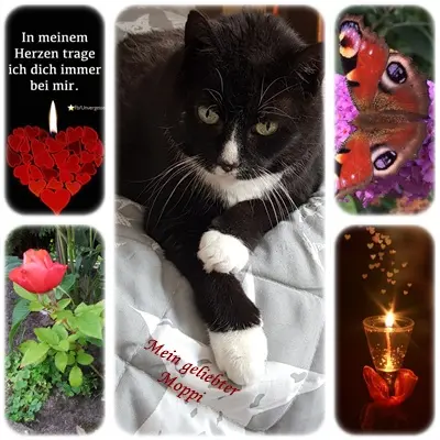 Condolence image of deine Ilse in Liebe zum 35. Monatsgedenken