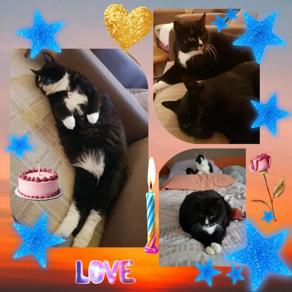 Condolence image of ❤️3. Sternchengeburtstag Moppi ❤️