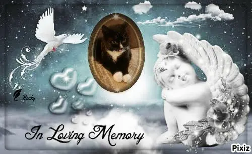 Condolence image of Tanja mit Timmy im 💘🐈🐾