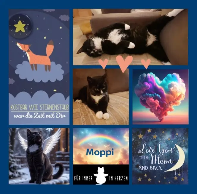 Condolence image of Sternenrosen für Moppi zum 3. Sternchengeburtstag