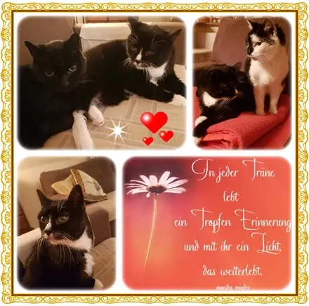 Condolence image of Deine Ilse in Liebe zum 3. Jahresgedenken