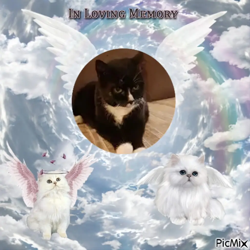 Condolence image of ❤️❤️❤️🐈⭐️❤️❤️❤️