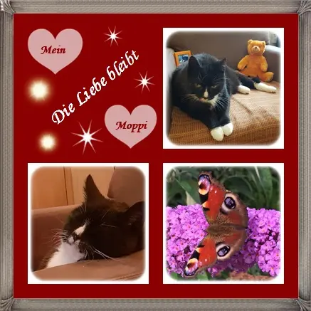 Condolence image of Deine Ilse in Liebe zum 37. Monatsgedenken