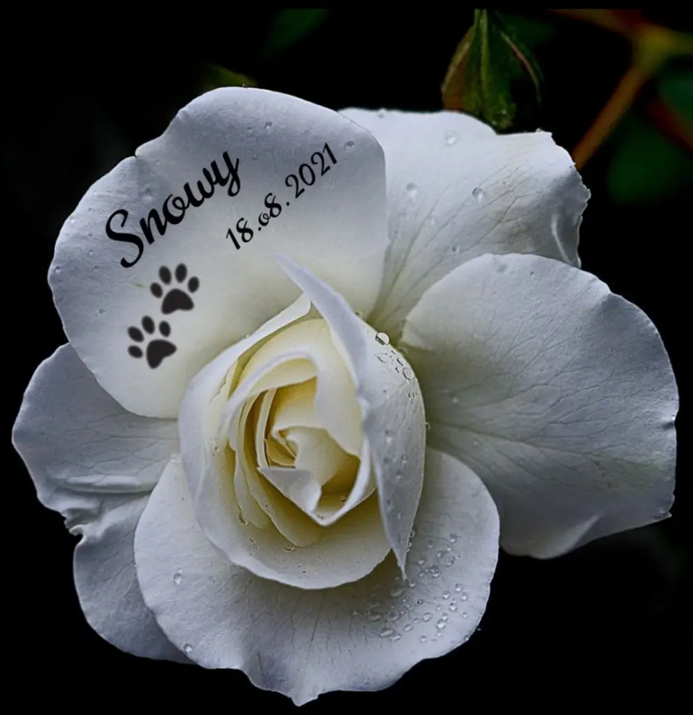 Andachtsbild von Gaby mit Snowy im Herzen