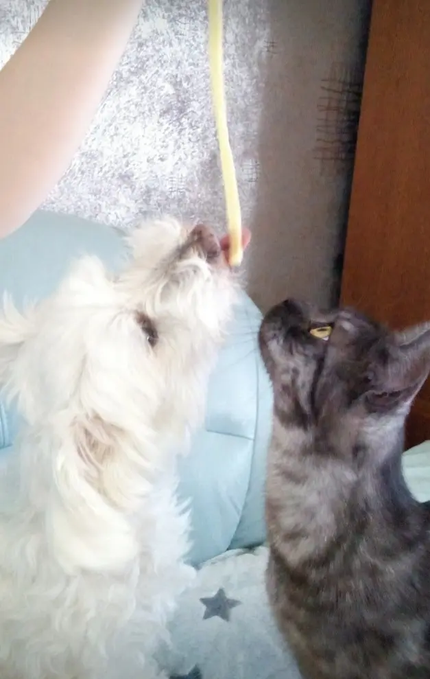 Andachtsbild von Martina mit Seelenhund Samy ♥️