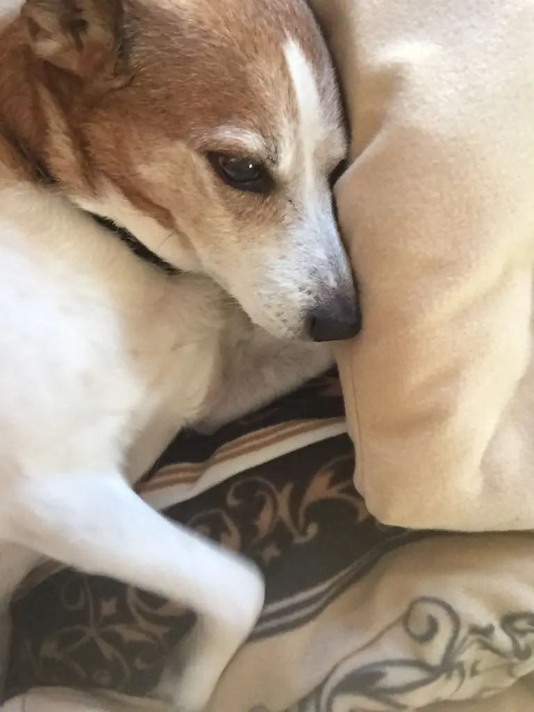 Andachtsbild von Agnes mit Jimbo und Charly im Herzen