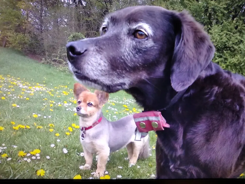 Andachtsbild von Erika