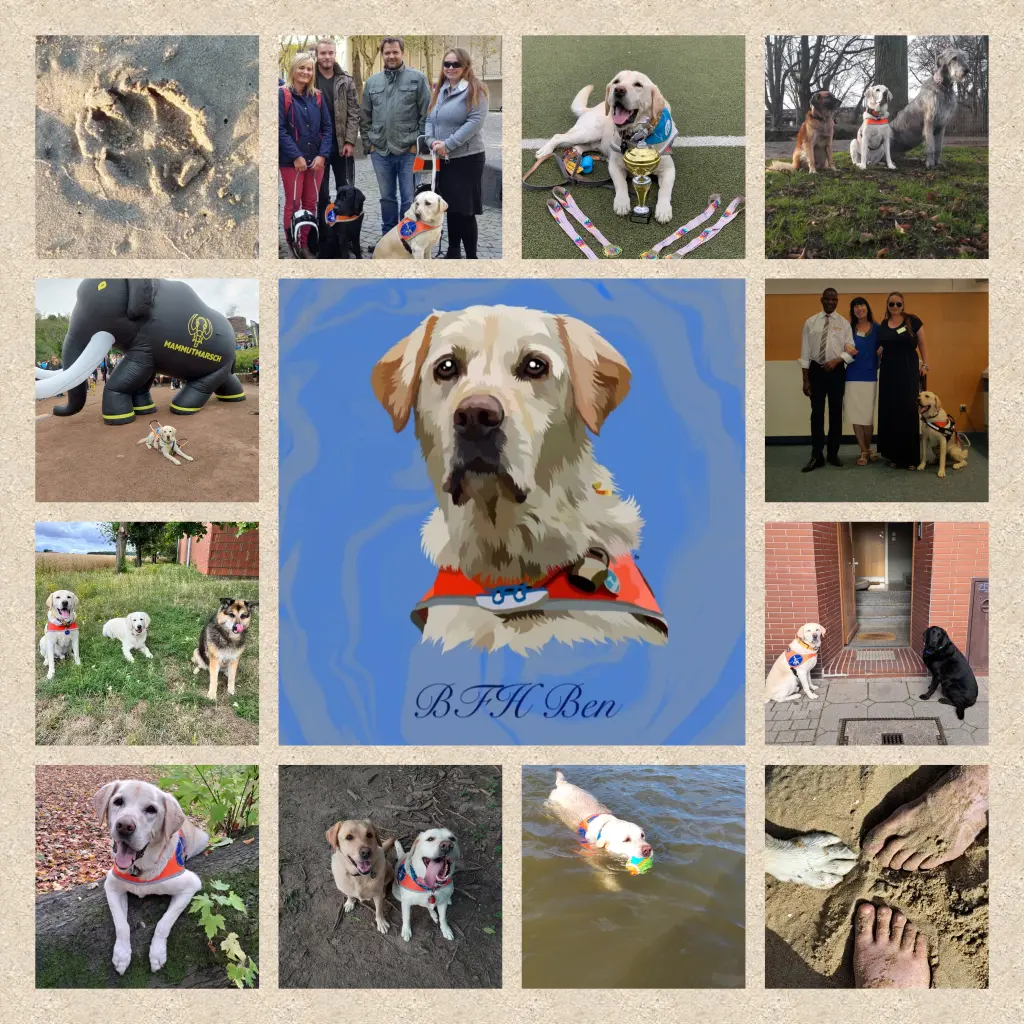 Bild von Blindenführhund Ben 