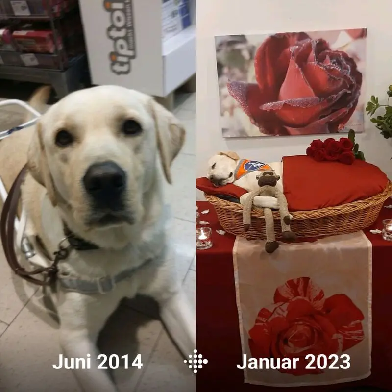 Bild von Blindenführhund Ben 