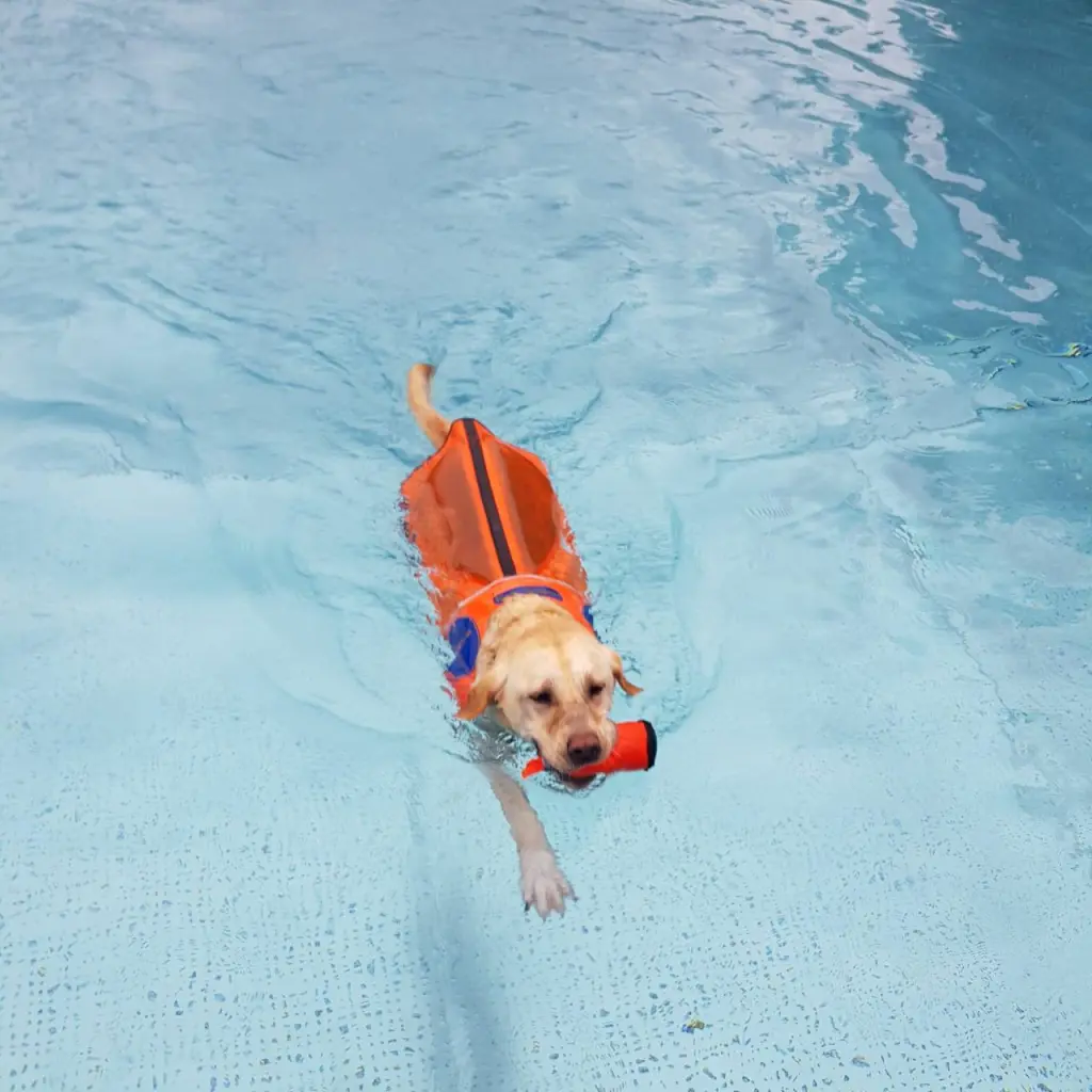 Bild von Blindenführhund Ben 