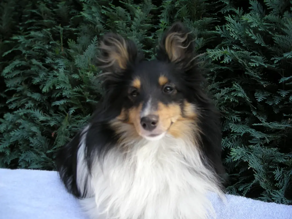 Andachtsbild von Susanne