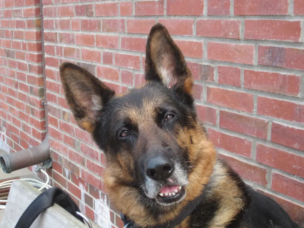 Condolence image of Dragan