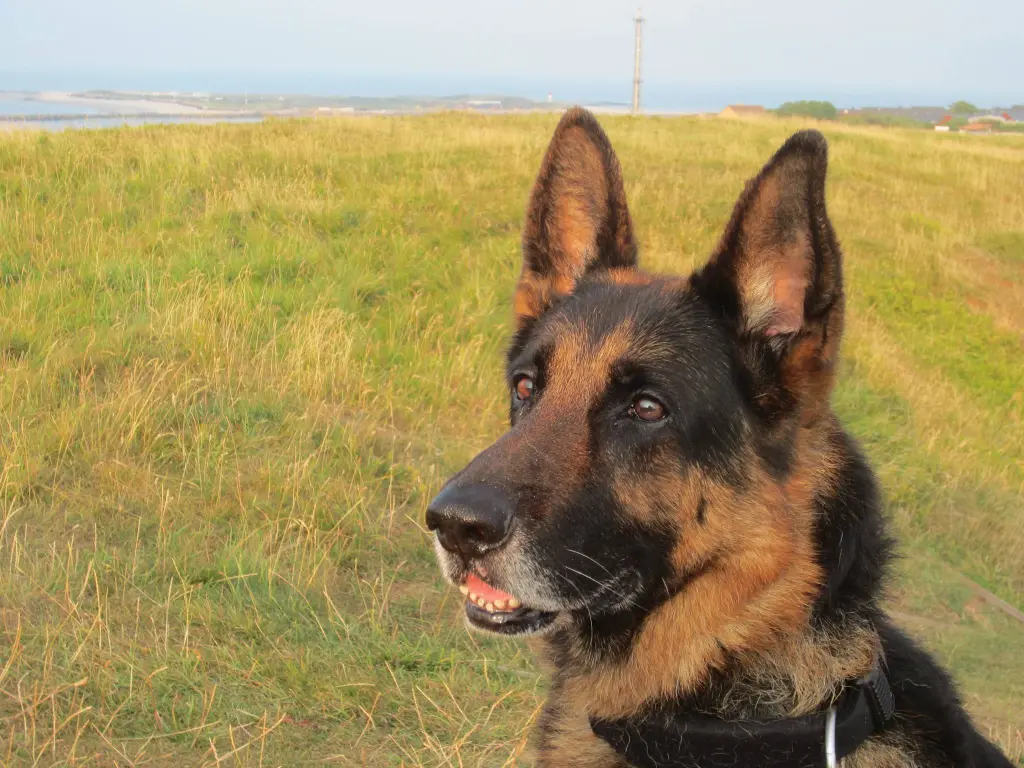 Condolence image of Dragan mit Seelenhund Lukas im Herzen