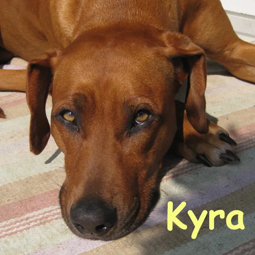 Image from Kyra