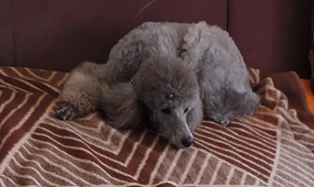 Condolence image of Ellen