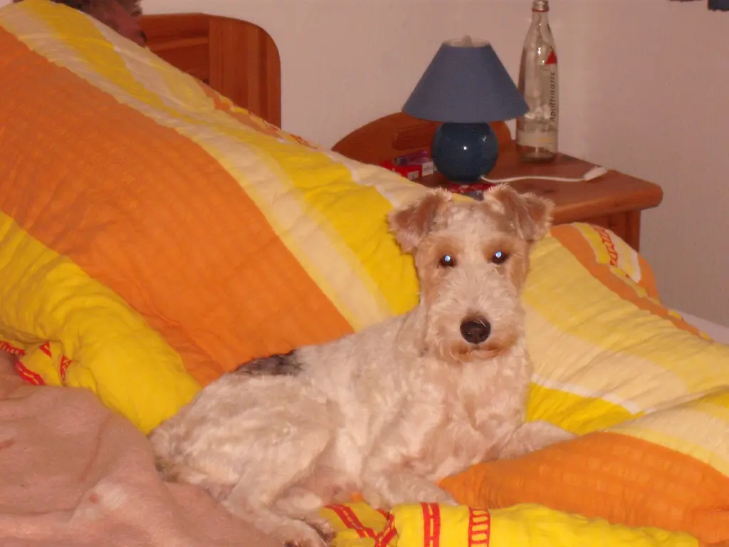 Image from Dino