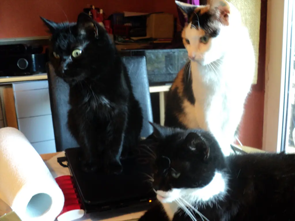 Image from KITTY-CLARISSA-WITTI
