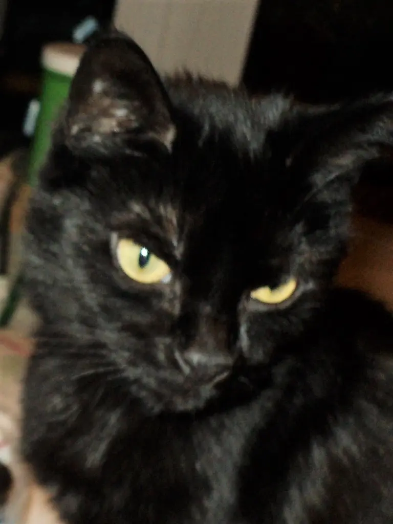 Image from KITTY-CLARISSA-WITTI