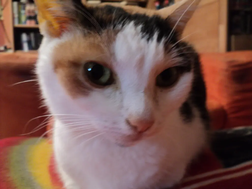 Image from KITTY-CLARISSA-WITTI