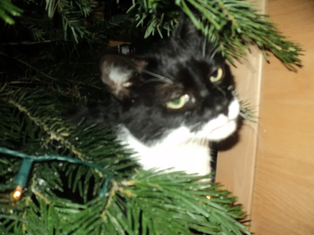Image from KITTY-CLARISSA-WITTI