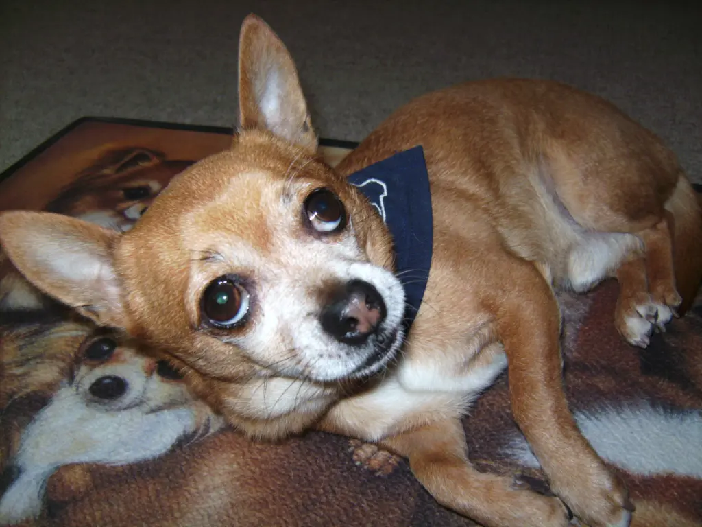 Andachtsbild von Irene mit Seelenhund * Jimmy * ganz tief im Herzen