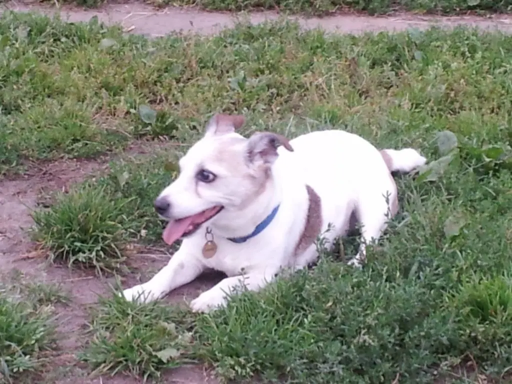 Andachtsbild von Petra