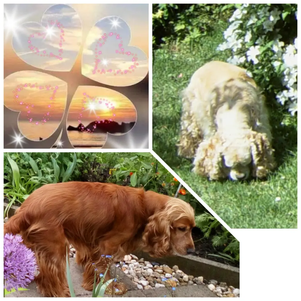 Andachtsbild von Jacqueline mit Diego & Aro tief im Herzen ❤