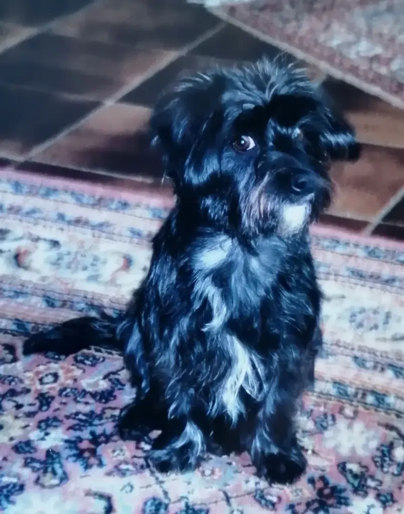 Condolence image of Elke und Horst mit Fiby (+30.09.2020) ❤️