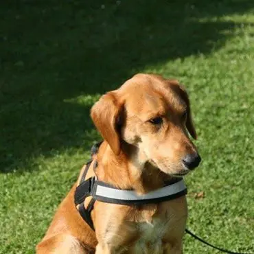 Condolence image of Marlies mit Pietsch tief im Herzen