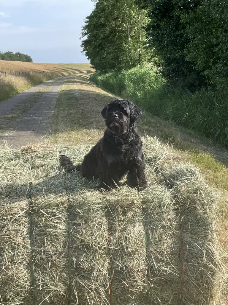 Condolence image of Petra