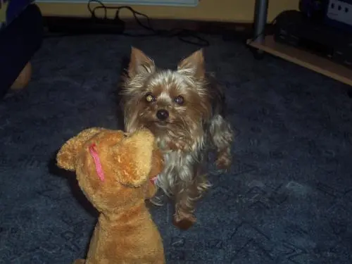 Image from Kitty