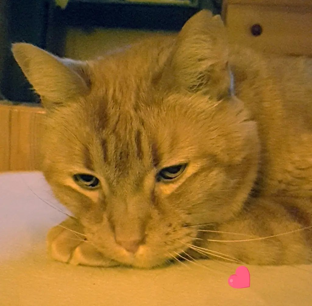 Image from Miou