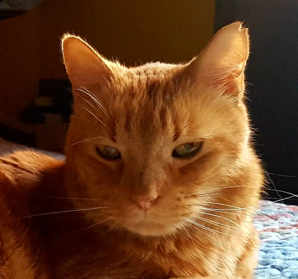 Image from Miou