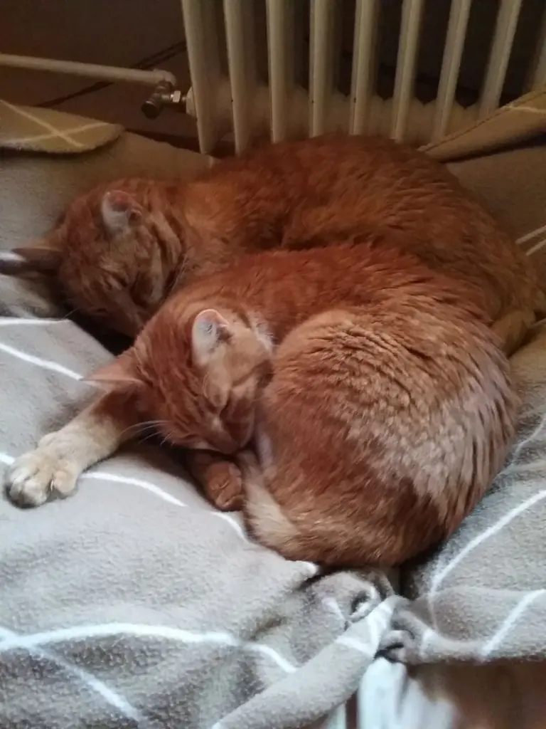 Image from Miou