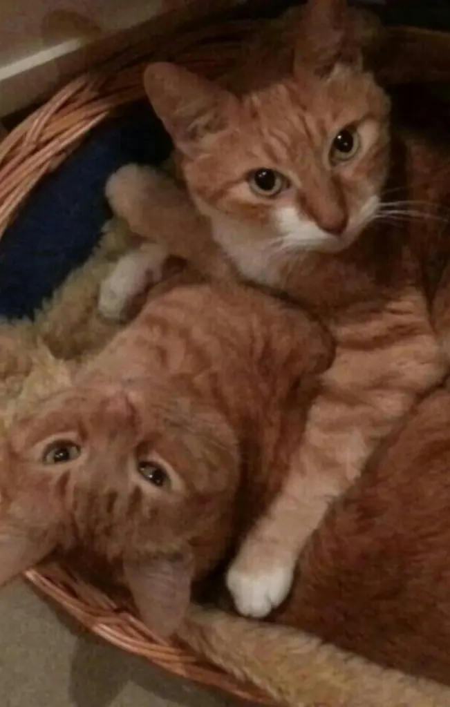 Image from Miou