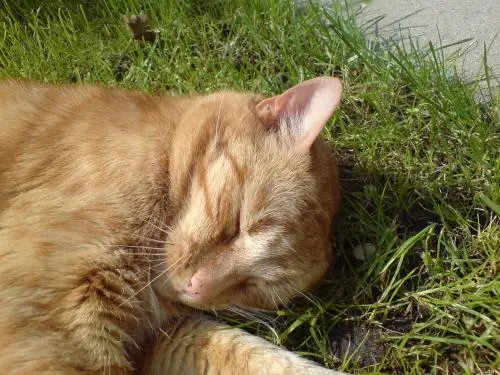 Image from Tiger