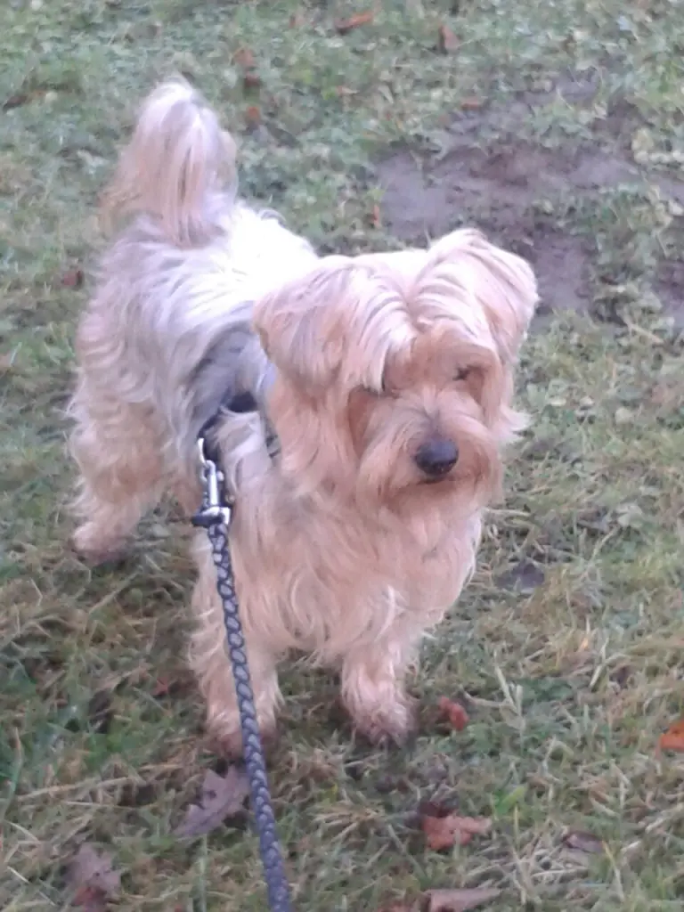 Andachtsbild von Ewa & Krzysztof mit Jacki tief im Herzen ❤