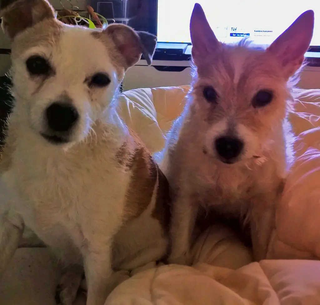 Condolence image of Petra mit Dottie und Pebbels im Herzen