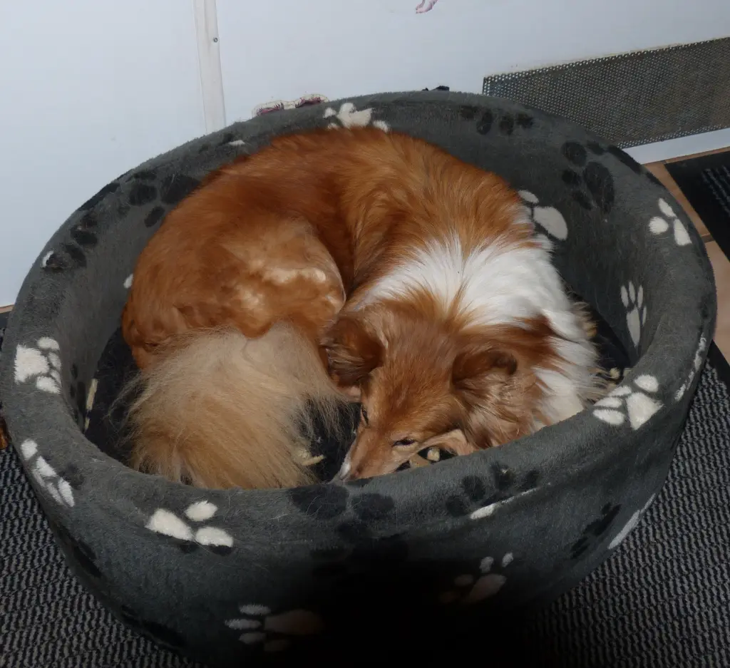 Andachtsbild von Collie in Not