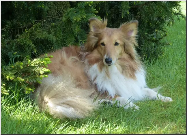 Andachtsbild von Collie in Not