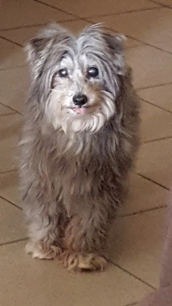 Image from Trixie