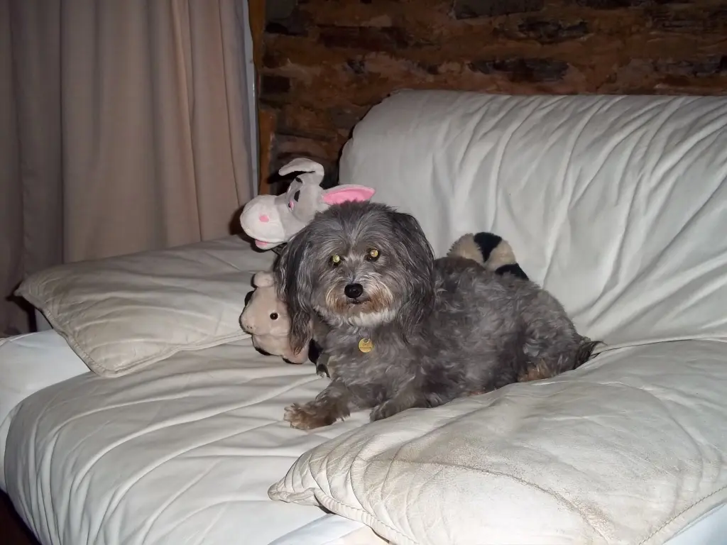 Image from Trixie