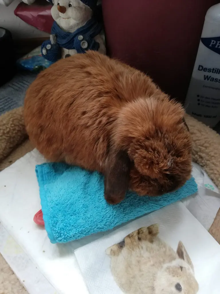 Andachtsbild von Andrea mit Schnuffi tief im ❤ 