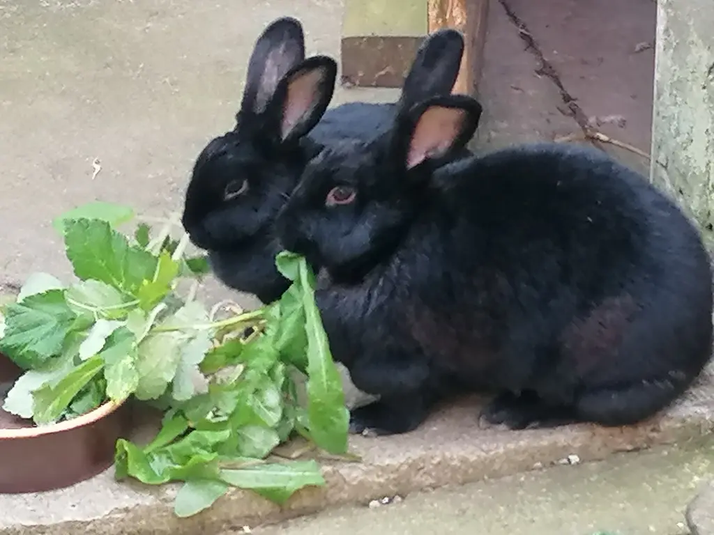 Andachtsbild von Andrea