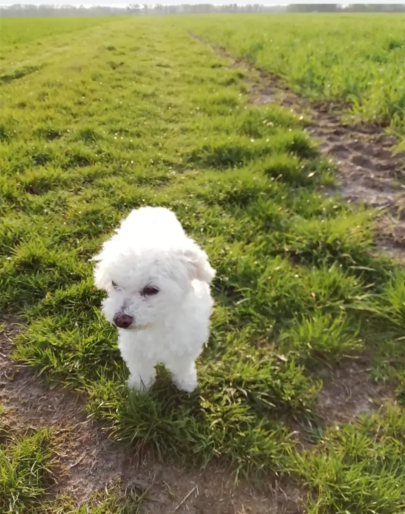 Andachtsbild von Gaby mit Snowy im Herzen
