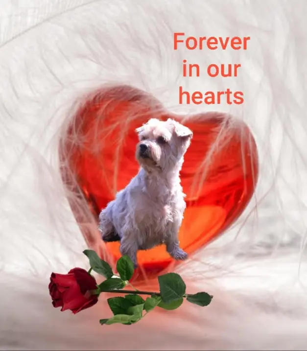 Andachtsbild von Ewa und Krzysztof mit Jacki tief im Herzen ❤