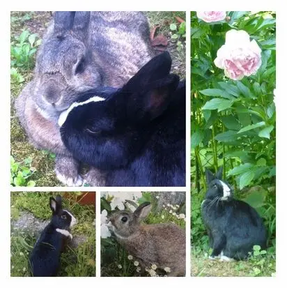 Andachtsbild von Eine Rose für Lucy 