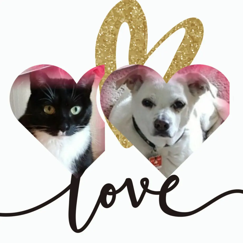 Andachtsbild von Silke mit Seelenhund Cassy  und Katzendame Joyce tief im Herzen ❤