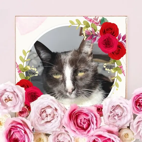 Andachtsbild von Wochenende❤️❤️❤️Rosen❤️❤️❤️❤️❤️❤️