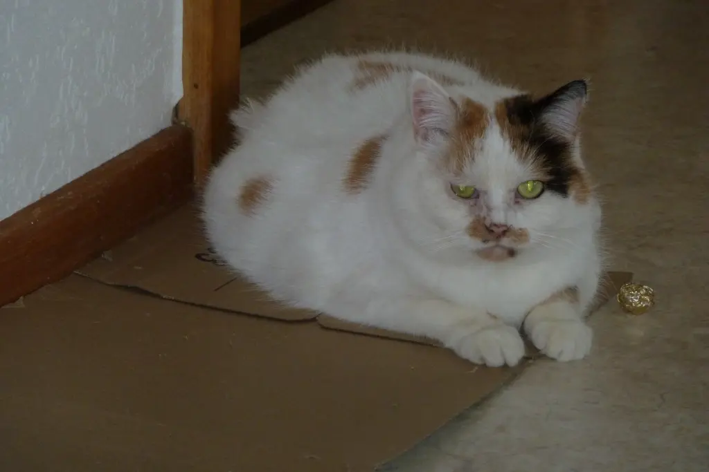 Andachtsbild von Ghislaine mit Tashi Cat (29.09.2023) im Herzen